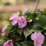 Sunpatiens – Compact Orchid – 10″ Hanging Basket
